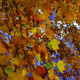 Illustration for article titled Shooting Challenge Fall Leaves Gallery 9